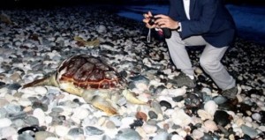 Yumurtalık ilçesinde sahile ölü yeşil deniz kaplumbağası vurdu. Tarım Kredi