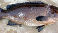 ÇÜ’de yürütülen projeyle lahozun yetiştirilme koşulları araştırılacak. Çukurova Üniversitesi (ÇÜ) Su Ürünleri Fakültesi’nde, nesli tükenme tehlikesi altındaki lahozun Doğu Akdeniz koşullarında yetiştirilmesine dönük bilimsel çalışma yapılacak. Üniversiteden yapılan yazılı açıklamaya göre, Su Ürünleri Fakültesi Yetiştiricilik Bölümü Öğretim Üyesi Prof. Dr. Tufan […]