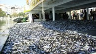 Muğla’dan geçen yıl 67 ülkeye 30 bin 279 ton çipura, levrek ve alabalık ihraç edilerek 193 milyon 818 bin dolar gelir elde edildi.Bin 484 kilometre kıyı uzunluğuna sahip Muğla’da üreticilere verilen destek sayesinde geçen yıl 30 bin 279 ton çipura, […]