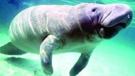 ABD’nin Florida eyaletinin Bradenton şehrinde binlerce insan 66 yaşındaki dünyanın en yaşlı deniz ayısı Snooty’nin doğum günü partisi için bir araya geldi. Doğumgünü partisinin yapıldığı Güney Florida Müzesi’nin iletişim sorumlusu Jessica Schubick yaptığı açıklamada: “Snooty’nin bu yaşa gelmiş olması diğer […]