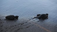 Yuvalama bölgeleri dışında, ilk kez iki yıl önce Kuşadası sahilini seçen Caretta Caretta cinsi iribaş deniz kaplumbağalarının sayısı artıyor. İlki Karaova sahillerinde, ikincisi geçtiğimiz yıl dünyaca ünlü Kadınlar Denizi plajına yuva yaparak 98 yumurta bırakmış ve 91 yavru sağlıklı bir şekilde denizle buluşmuştu.   Cuma […]