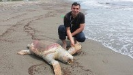 Hatay’ın Dörtyol ilçesi sahilinde bir deniz kaplumbağası ölü halde bulundu. Alınan bilgiye göre, bayram tatili için Dörtyol’a gelen Dörttaş mevkiindeki deniz sahilinde gezintiye çıkan Ercan Tasalı, deniz içerisinde kıyıya yakın su içerisinde bir cismin hareketsiz halde dalgalandığını fark etti. Ne olduğuna bakmak […]