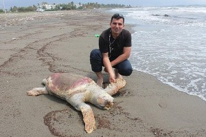 Hatay’ın Dörtyol ilçesi sahilinde bir deniz kaplumbağası ölü halde bulundu. Alınan bilgiye