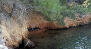 Demirciler Koyu’ndaki kıyıda farkedilen Akdeniz fokunun öldüğünden şüphelenen bölgedeki balıkçılar