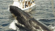 Japon Nisshin Maru isimli bir av gemisine katil balinaların saldırısı sonucu mürettebattan 16 kişinin can verdiği öne sürüldü. İddialara göre balinaların ortalama bin ton yakıt taşıyan gemiye saldırmasıyla yakıt kaçağı oluştu.  6 BİN BALİNA KATLEDİLDİ  Güney Afrika’nın güneydoğu açıkları ile […]