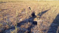 Dünya’nın nazar boncuğu olarak bilinen Meke Gölü ile tanınan Karapınar İlçesi’nde irili ufaklı 100’ün üzerinde obruk bulunuyor. Ancak bu yıl kuraklık ve yeraltı sularının hızla çekilmesiyle obruk oluşumu ve bu oluşuma neden olan yerkabuğu çatlaklıkları arttı. Yaklaşık bir ay önce […]
