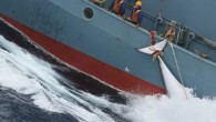 Norveç’te balıkçılar bu yıl 729 balina yakaladı. Sektör kaynakları, bunun uluslararası baskı hiçe sayılarak yeniden başlanan uygulamadan beri en yüksek seviye olduğunu belirtti. Norveçli Balıkçılar Satış Örgütü direktör yardımcısı Svein Ove Haugland “Sezon aşağı yukarı sonlandı ve bu çok iyi” […]