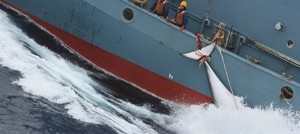 Norveç’te balıkçılar bu yıl 729 balina yakaladı. Sektör kaynakları, bunun