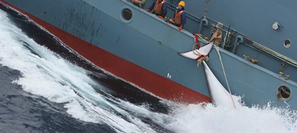 Norveç’te balıkçılar bu yıl 729 balina yakaladı. Sektör kaynakları, bunun