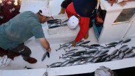 Su ürünleri sektörünün yeni hedefi uluslararası sularda faaliyet göstermek. Türkiye’nin sahip olduğu coğrafi koşullar su ürünleri üretimi için çok önemli avantajlar sağlıyor. Bu avantajı değerlendiren su ürünleri sektörü uluslararası sularda da üretim yapmayı hedefl iyor.  Onuncu Kalkınma Planı Su Ürünleri […]