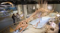 Perşembe günü Science adlı bilimsel dergide yayımlanan ve uluslararası bir araştırma takımı tarafından sunulan araştırmada, hem karada hem suda yaşayan Spinosaurus adlı dinozorun Fas’ta bulunan iskeletinin bir bölümünün ortaya çıkardığı verilere yer verildi. Araştırma ekibi, henüz tamamen olgunlaşmamış olduğunu düşündüğü […]
