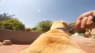 Deniz tutkunu köpeğin metrelerce koşarak yaptığı muhteşem atlayış, son günlerin modası Go Pro kamerasıyla çekildi.