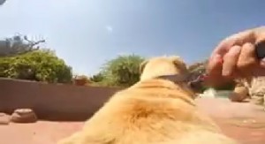 Deniz tutkunu köpeğin metrelerce koşarak yaptığı muhteşem atlayış, son günlerin