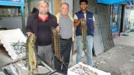 Kızılırmak ile Karadeniz’in birleştiği Koşu Mahallesi ırmak ağzında çok önceki yıllarda bolca avlanan ve bilinçsiz avlanma sonucunda nesli tükenmekte olan dünyaca ünlü kolan balığı bölgede avlanan balıkçıların ağlarına takıldı. Eti ve siyah havyarı ile dünyaca ünlenen ve Bafralı tarihçi İsmail […]