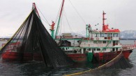 Amasra Limanı’na birbiri ardına limana yanaşan balıkçı teknelerinden balık bereketi fışkırdı. Amasra açıklarında balıkçı gemilerini gören Amasralılar limana gelerek taze balık almak için beklemeye başladı. Balıkçılar önceki yıllara göre balığın az olmasından şikayetçi olsalar da balığın bol ve çeşitliliği yüzlerin […]