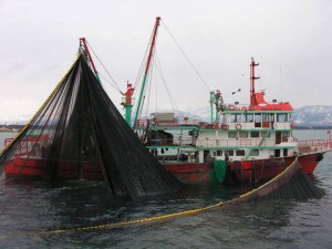 Amasra Limanı’na birbiri ardına limana yanaşan balıkçı teknelerinden balık bereketi