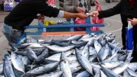 Balıkçılardan Erdem Güldal, hava koşullarının iyi olmasından dolayı palamudun çok avlandığını, balıkçıların balık dolu teknelerle döndüklerini söyledi. Palamut sezon başında 10 liraydı “Balığın tanesini şu anda 40 kuruştan veriyoruz. Balık bol olunca, fiyatların düşmesi nedeniyle tutuğumuz balıklar, balıkçıların masraflarına yetmiyor. Dün […]