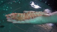 Denizden alınan jumbo karides, Çukurova Üniversitesi’nde (ÇÜ) teknik ve bilimsel çalışma sonunda havuzda üretildi. ÇÜ Su Ürünleri Fakültesi Öğretim Üyesi Prof. Dr. Metin Kumlu, karides yetiştiriciliği konusunda yaklaşık 25 yıldır Ar-Ge çalışması yaptıklarını, geliştirdikleri üretim modelleriyle bunun ticari boyuta taşınabileceğini ortaya koyduklarını belirtti. Türkiye’de denizden yılda yaklaşık 5 […]