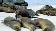Peru’da sahilde 500’den fazla deniz aslanı ölü olarak bulundu. Deniz aslanlarının ölümleri tam olarak  bilinmese de yerel yönetim balıkçıları ve bölgede balık çiftlikleri olan kişilerin hayvanları zehirledikleri üzerinde duruyor. Sahilin çeşitli bölgelerinde hayvanların cansız bedenlerinin olduğunu belirten polis, zehirlenme şüphesi […]