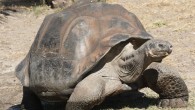 Ekvador’un 969 kilometre batısında yer alan kayalık takım adaların oluşturduğu Galapagos’ta yaşayan dev kaplumbağalar, 1960’lı yıllarda 15 olan nüfuslarını yeniden 1500’ün üzerine çıkarmayı başardı. Takımadalardaki Pinta adası kaplumbağalarının sonuncusu olan Lonesome George 2012’de hayatını kaybetmiş ve bir tür yok olmuştu. […]