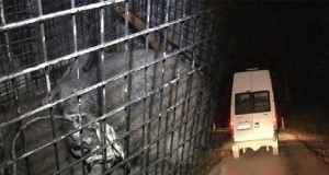 YABAN DOMUZU ALARMI Tarabya sahilinde kıyıda yüzen yaban domuzu çevredekiler