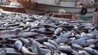 Havaların ve deniz suyunun soğuması ile Karadeniz ve Marmara’da balık bereketi yaşanıyor. Son yıllarda balık fiyatlarında yaşanan artış bu yıl denizlerde yaşanan bollukla birlikte yerini ucuzluğa bıraktı. Özellikle Çinekop ve Lüfer balığında görülen bolluk sofraları şenlendirdi. Orta ve dar gelirlinin […]