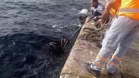 Vatandaşlar ve rıhtımdaki görevliler domuzu kurtarmak için uzun uğraşlar verdi. Domuzun yakalamak için atılan halatı ısırarak kendini kurtarmaya çalıştığı, ancak kıyıdaki insanlardan ürküp yeniden açığa yüzdüğü görüldü. Dalgalar arasındaki domuz bir teknenin yardımıyla kıyıya yönlendirildi, kıyıdan atılan halatlarla güçlükle de […]