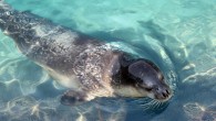 Uzun yıllardır Kuşadası kıyılarında olduğu bilinen ancak belgelenemeyen bir Akdeniz Foku, Korumar-Adakule Hotel arasındaki Doğal Botanik Park kıyılarında ortaya çıktı. Birçok kez vatandaşlar tarafından görüldüğü iddia edilen ancak hiç görüntülenemeyen Akdeniz Foku, Diver Bees dalış merkezini işleten dalgıç Selçuk Arı […]