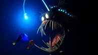 Okyanustaki en korkunç balıklardan biri ilk kez bu kadar net görüntülendi. Mashable’ın haberine göre siyah deniz şeytanı adıyla bilinen Melanocetus türü balık, 21 Kasım’da Monterey Bay Aquarium Research Institute (MBARI) tarafından görüntülendi. Bir adı da fener balığı olan ve korkunç […]