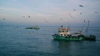 Balıkçılar avladıkları balıkları, botlarla kıyıya çıkarmak zorunda kaldıklarını, bu sırada da Çanakkale balıkçılarının balıklarını dışarıdan almak zorunda kaldığını iddia ediyorlar. Çanakkaleli gırgır balıkçıları, liman ve iskele bulamadıklarından şikayetçi. Biga’nın Kemer Köyü’nden, Çanakkale’nin Yenikköy Limanı’na kadar olan kesimde gırgır teknelerinin yanaşıp, […]