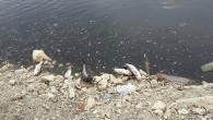 Önceki gün dere ile denizin birleştiği noktada yüzlerce ölü balıkla karşılaşan köylüler üzgün ve tepkiliydi. Çayağzı mevkiinde, sudaki siyah tabakaya dikkat çeken vatandaşlar, bunun, bölgedeki iki zeytinyağı fabrikasından kaynaklandığını ve bu nedenle balıkların öldüğünü öne sürdü. Köylüler, Yaz Cenneti isimli […]