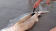 Güney Afrika ’nın Cape Town kentinde bir sahilde kıyıya vuran ölü köpekbalığının hamile olduğunu fark eden adam, yavruları kurtarmak için hayvanın karnını açıyor.  Daily Mail’de yer alan habere göre, çocuklarının çığlıklar atarak izlediği olayda ismi bilinmeyen adam, ilk olarak bir yavruyu kurtarıp okyanusa bırakıyor. İkinci […]