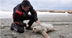 Mersin’in Erdemli ilçesinde nesli tükenme tehlikesinde olan caretta caretta türü