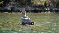 Yaz aylarında binlerce vatandaşı ağırlayan Ören sahili, kış aylarında da boş kalmazken, çok sayıda insan Deniz Kızı Heykeli ile hatıra fotoğrafı çektiriyor. Özellikle, Cumartesi ve Pazar günleri Ören sahilini ziyarete gelen vatandaşlar, plajdaki kayanın üzerinde yer alan Deniz Kızı Heykeli […]