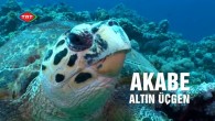 Muhteşem Kızıldeniz, Dünyanın yedi harikasından biri Petra, Kızıl kumların ve çıplak tepelerin ülkesi Vadi Rum ! “Mavi Tutku” sizleri, Ürdün Akabe’nin bu üç nadide mekanında yolculuğa davet ediyor. Mavi Tutku Ürdün ” Altın Üçgen” bölümü ilk gösterim 27 Aralık Cumartesi […]