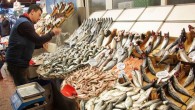 Karadeniz’in değişmez lezzetlerinden olan hamsi Gürcistan tarafında çıkması balık tezgâhlarında bulunan mezgit ve barbun balıklarının fiyatlarını yükseltti. Mezgit’in kilosu 12,5 TL den satılırken barbun balığı ise 15 ile 25 TL arasında alıcı buldu. Balık fiyatlarının yüksek olmasını Hamsinin olmayışına bağlayan […]