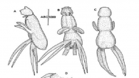 ’Lernanthropus indefinitus n.sp.’ ismi verilen parazitin dünyada ilk defa görüldüğü belirtildi. Yeni parazit türüyle ilgili üniversiteden yapılan açıklamada Prof.Dr. Raul Castro Romero ve Prof.Dr. Süphan Karaytuğ’un da katkılarıyla gerçekleşen araştırma yaklaşık bir yıl sürdü. Doğu Akdeniz’in Mersin kıyılarında yaşayan yüzlerce […]