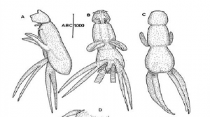’Lernanthropus indefinitus n.sp.’ ismi verilen parazitin dünyada ilk defa görüldüğü