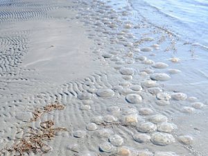 Türkiye’de etkili olan soğuk hava Çanakkale’de de etkisini sürdürüyor. Özellikle