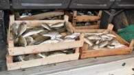 Malkara’dan Keşan’a giderken Jandarma ekiplerince durdurulan 59 KK 359 plakalı minübüste fatura ve nakil belgesi bulunmayan çeşitli türlerde 1 ton balık ele geçirildi. Balıklara el konularak yasadışı balıkları taşıyan Ç.D.’ye su ürünleri kanununa muhalefetten 5000 TL para cezası kesildi.