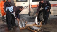 Muratpaşa Belediyesi Zabıta Müdürlüğü’ne yapılan ihbar sonucu Ali Çetinkaya Karakolu, Kışla Mahallesi 47 Sokak No 18 adresine operasyon düzenledi. Muratpaşa Belediyesi Zabıta Müdürlüğü ekipleri 60 adet köpük kasa içerisinde bulunan bayat ve kokmuş balığa el koydu. Balıkların bulunduğu alan özel, […]