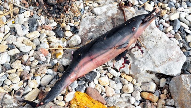 Vurdukları yavru yunusu yemeye çalışmışlar Muğla’nın Bodrum İlçesi’nde sahil kıyısında zıpkınla vurulmuş yavru yunus ölüsü