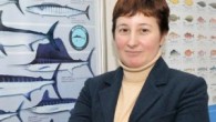Marmara Denizi’ndeki 30’a yakın balık türü, kaçak avcılık, yönetim boşluğu, denetimsizlik ve kirlilik gibi etkenler nedeniyle ya yok olma tehlikesiyle karşı karşıya ya da yok olmuş durumda. Büyük gırgır teknelerinin, balıkların henüz üreme aşamasında göç yolu olarak kullandığı İstanbul Boğazı’nda […]