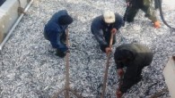 Çalışmaları yerinde görmek isteyen Kadir Güven, Canik İlçe Müdürü Galip Baykal ile birlikte Samsun Büyükşehir Belediyesi ile İl Gıda Tarım ve Hayvancılık Müdürlüğü arasında imzalanan protokolle projelendirilerek yapımına başlanılan Canik Balıkçı Barınağı’na ziyarette bulundu. Burada yaptığı açıklamada balıkçı barınaklarının önemine […]