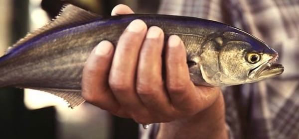 INDEIGOGO Kampanyası içinTIKLAYIN ! Kadim bir ses, başlıyor anlatmaya 1900’lerin