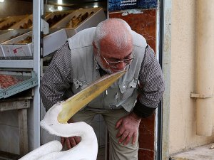 Hatay’ın İskenderun ilçesinde, 5 yıl önce kanadı kırıldığı için sahil