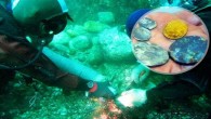 Gemi enkazında 6 yıl önce başlayan kazı ve kurtarma çalışmalarında bulunan yeni eserler heyecan yarattı. Kazı başkanı Tufan Turanlı’nın öncülüğündeki çalışmalar sekiz Japon dalgıç, İspanyol arkeolog ve ABD’li bilim insanlarının yer aldığı bir ekip tarafından 19 Ocak’ta tekrar başladı. Mersin Deniz Ticaret Odası’nın ana sponsorluğunu […]