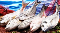 Su Ürünleri Tanıtım Grubu Başkanı Melih İşliel yaptığı açıklamada, “Avrupa’da kişi başı 24 kilogram, Japonya’da 40 kilogram olan balık tüketimi Türkiye’de 8 kilogram düzeyinde. Bunu en az 15 kilograma çıkarmayı hedefliyoruz” dedi. İşliel’in açıklamasında yer alan verilere göre, Türkiye’nin su […]