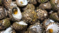 İngiltere’deki Portsmouth Üniversitesi’nden bilim adamlarının araştırması, karındanbacaklı familyasından limpet olarak da bilinen deniz salyangozunun dişlerinin 6 bin 500 megapascala kadar basınca dayanabildiğini gösterdi. DİŞLERİ 1 MİLİMETREDEN DAHA KISA Kayalara yapışık duran koni biçiminde kabuğa sahip bu küçük deniz canlısının 1 […]