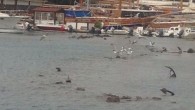Bodrum Limanı’nda meydana gelen deniz çekilmesi nedeniyle limanın bir kısmında çapalar gözle görülür bir şekilde ortaya çıktı. Deniz çekilmesini gören bazı vatandaşlar olayı fotoğraflarken ani çekilen denizin deprem yaratabileceği endişeyle kısa süreli panik yaşadı. 15 yıldır limanda kayığı bulunan bir vatandaş […]